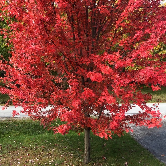 Meet your Posher, Itza - Picture 1 of 1